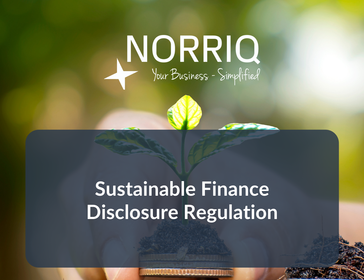 Plant growing from coins with "Sustainable Finance Disclosure Regulation" text and NORRIQ logo