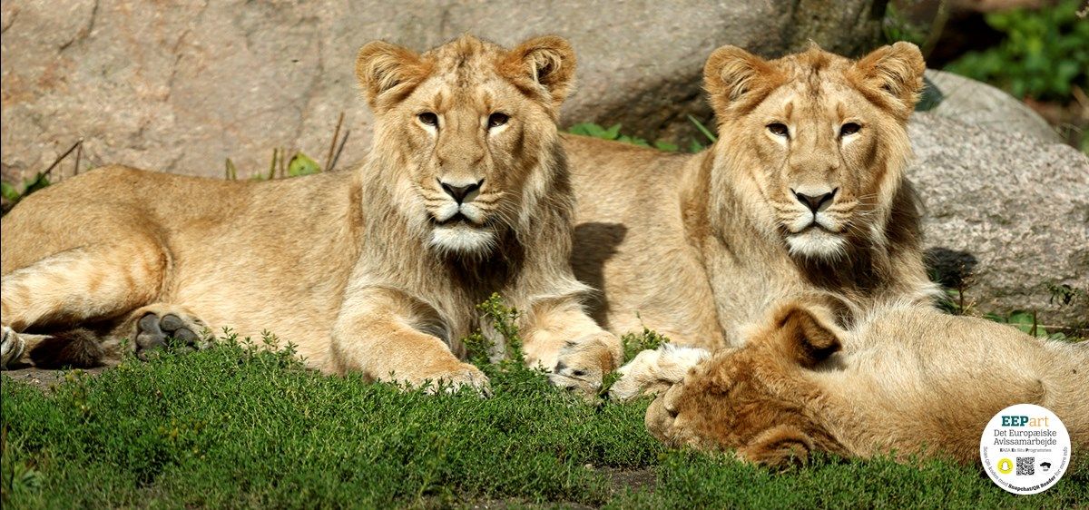 Dyr i Aalborg Zoo
