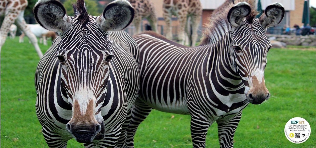 Dyr i Aalborg Zoo