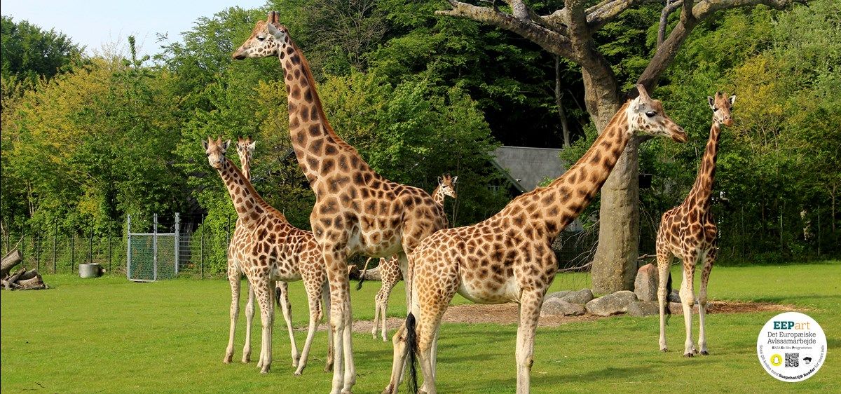 Dyr i Aalborg Zoo