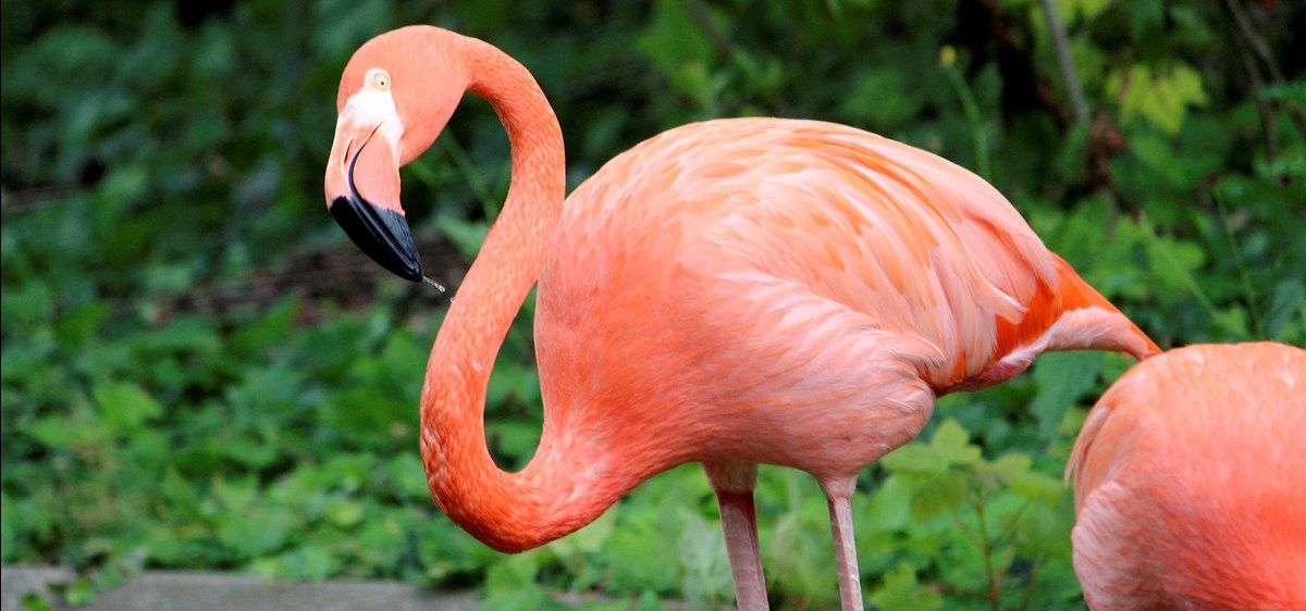 Dyr i Aalborg Zoo