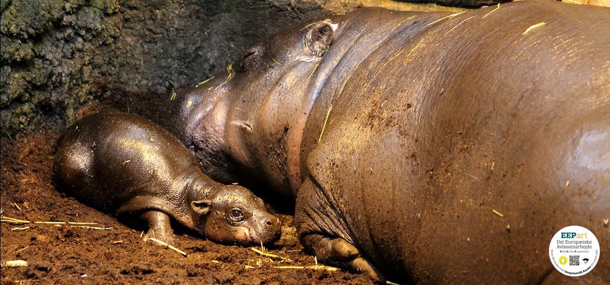 Dyr i Aalborg Zoo